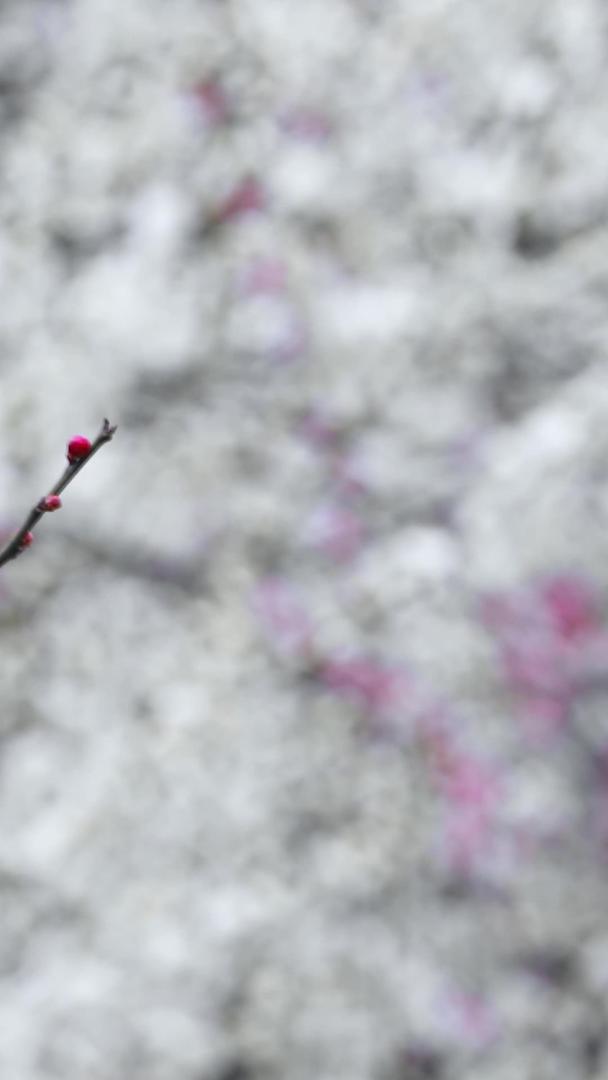 春季多角度微距拍摄的腊梅花卉合集视频的预览图