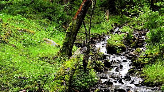 森林山间瀑布清凉流水视频的预览图