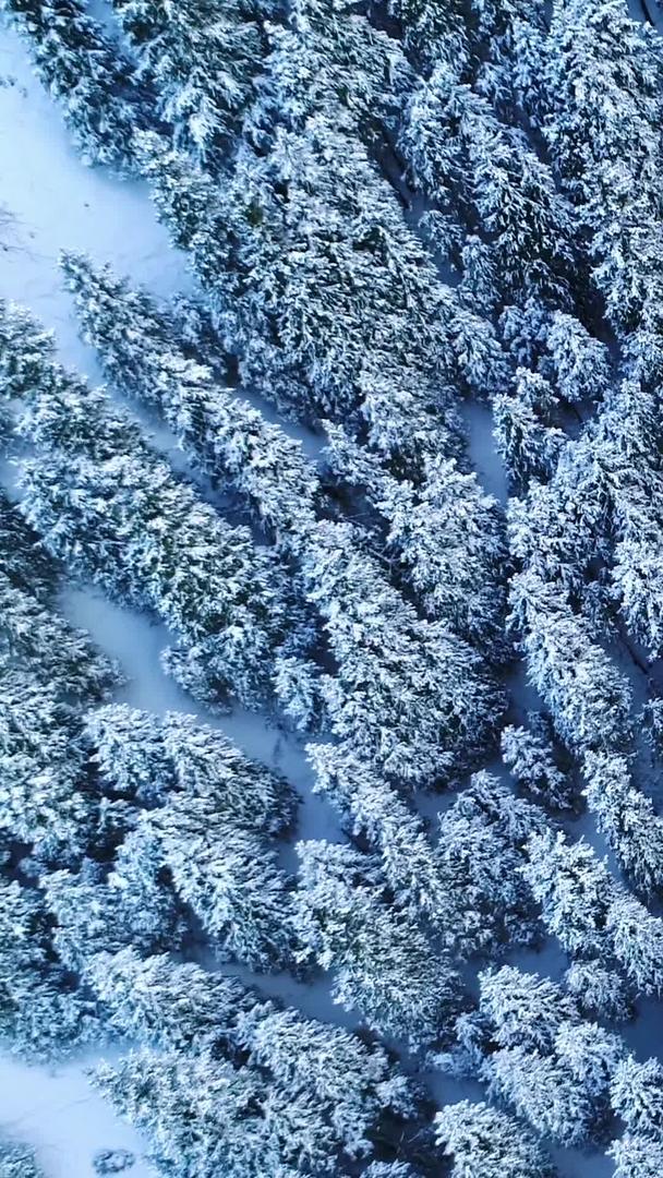 冬季峡谷云杉树航拍视频的预览图