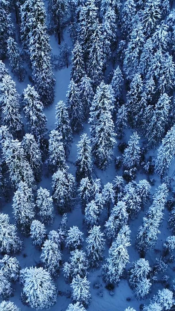 冬季峡谷云杉树航拍视频的预览图