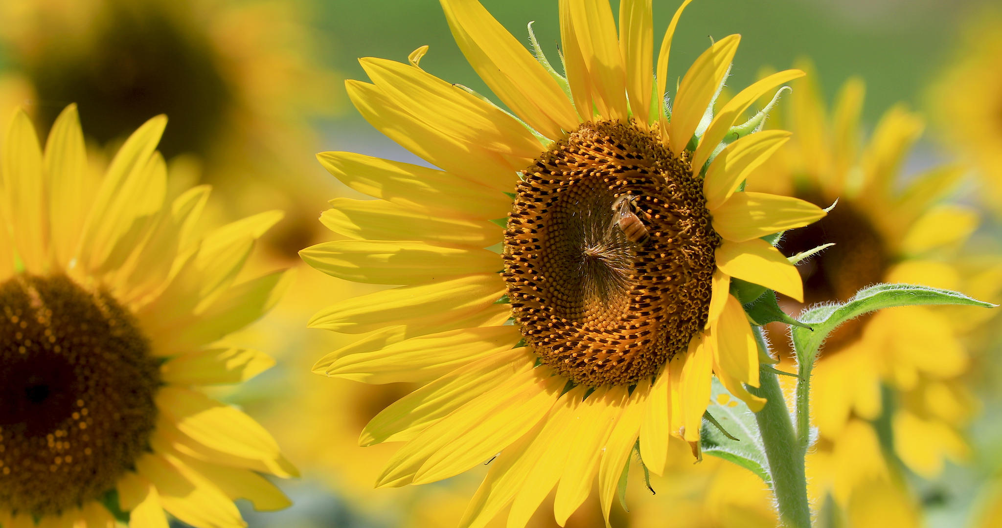 4K微距近距离拍摄向日葵花朵上采蜜的蜜蜂视频的预览图