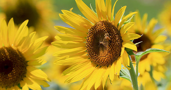 4K微距近距离拍摄向日葵花朵上采蜜的蜜蜂视频的预览图