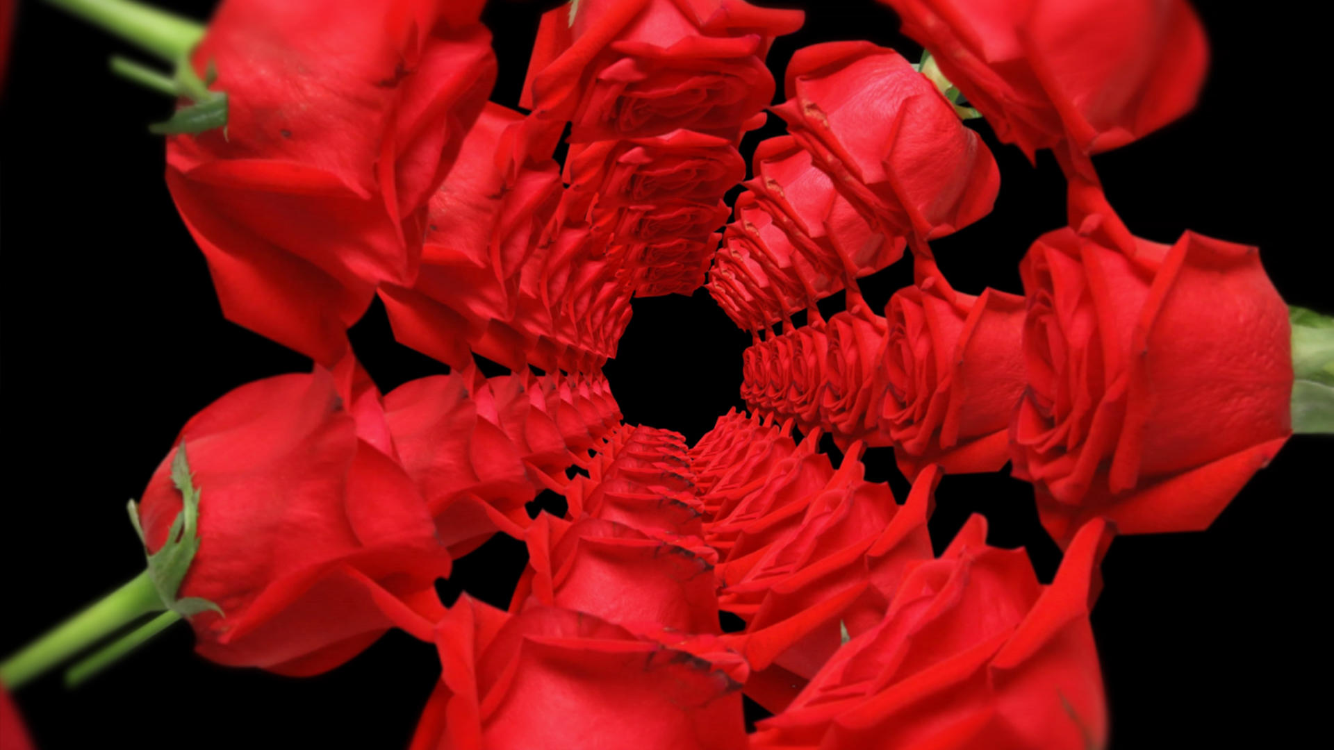 玫瑰花三维空间元素带透明度通道视频的预览图
