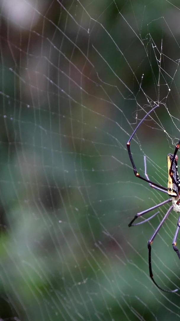 微距雨林蜘蛛和蜘蛛网视频的预览图