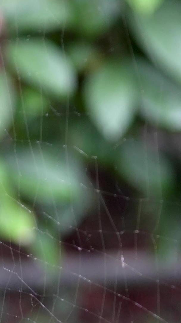 微距雨林蜘蛛和蜘蛛网视频的预览图