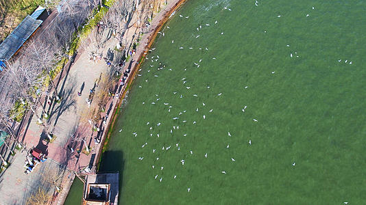 航拍云南昆明滇池海埂公园喂食红嘴鸥的游客4k素材视频的预览图