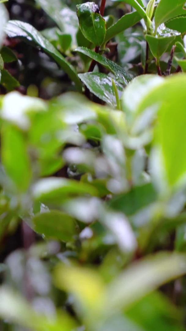 实拍茶树下雨天手摸茶叶嫩芽镜头视频的预览图