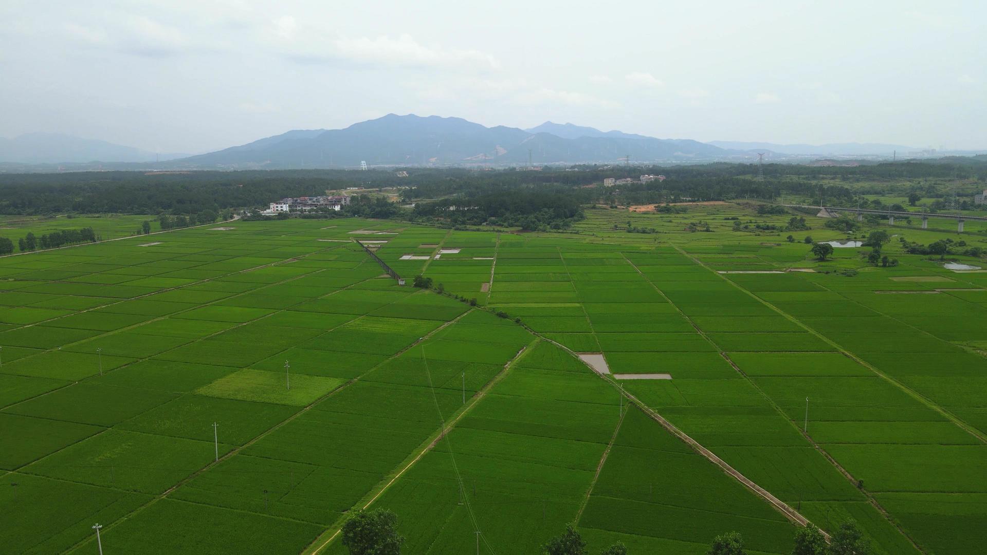 4K航拍农业种植水稻农田基地视频的预览图