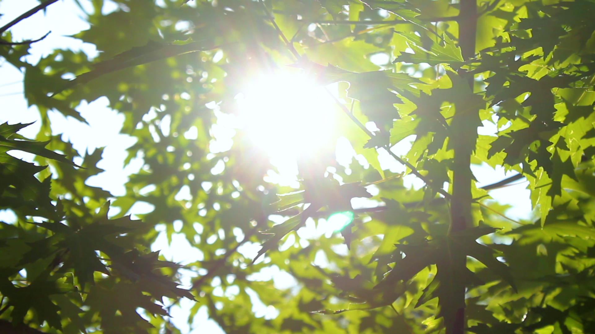 逆光温暖阳光穿过树叶清风吹拂视频的预览图