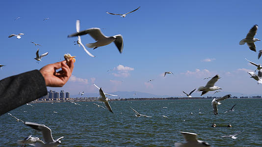云南昆明滇池海埂公园游客喂食红嘴鸥4k素材视频的预览图