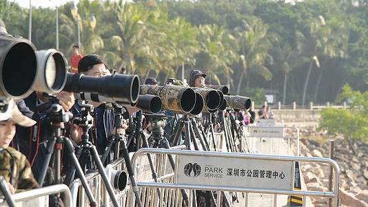 4K清晨深圳湾公园的拍鸟人视频的预览图