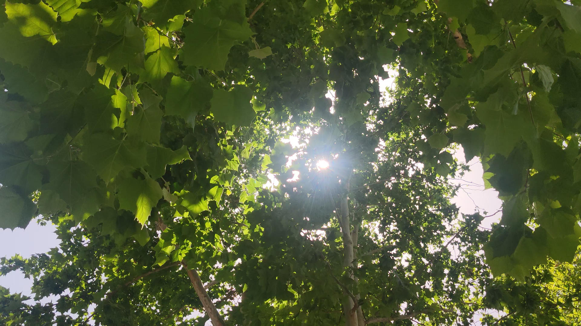 夏日阳光照射在树上视频的预览图