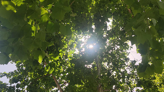 夏日阳光照射在树上mp44K视频素材