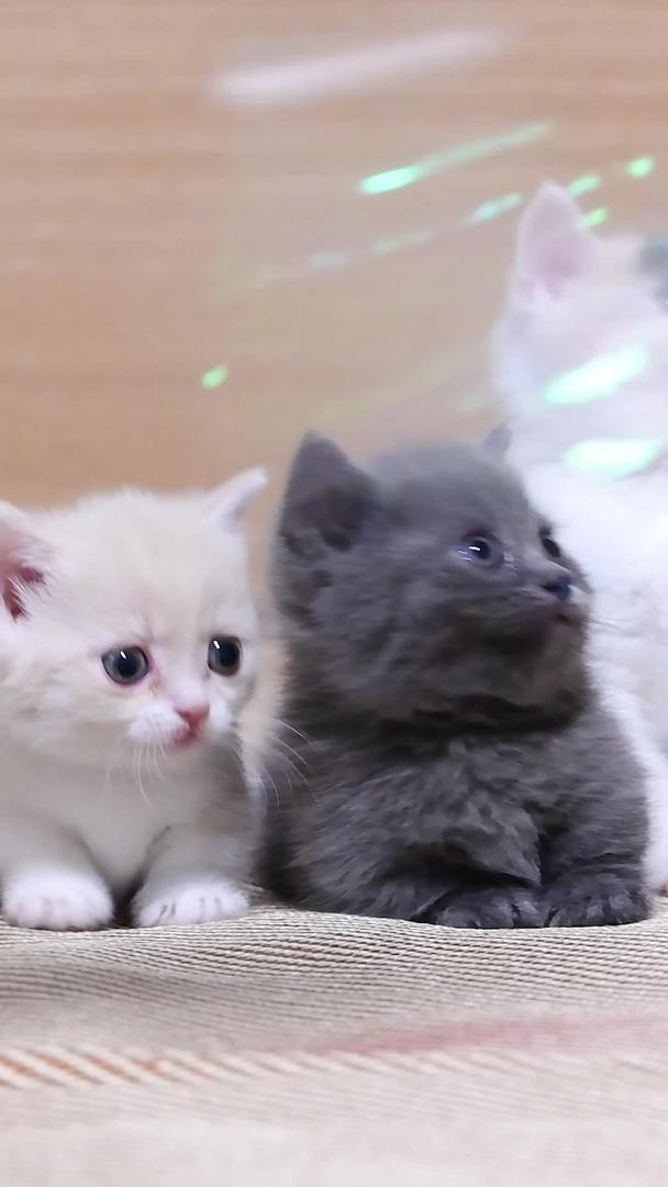 乳白英短小猫小奶猫玩逗逗猫棒视频的预览图