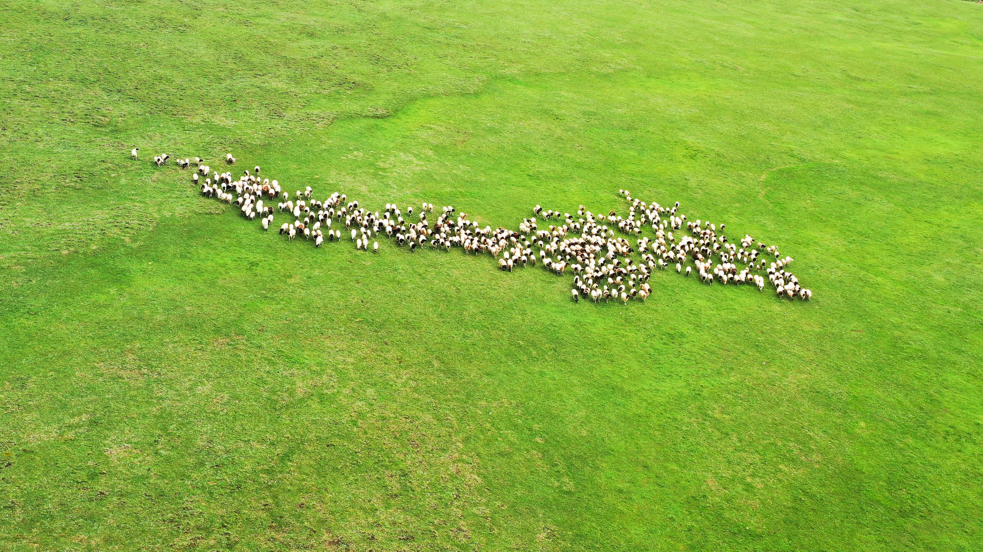4K航拍新疆草原放牧奔跑的羊群视频的预览图