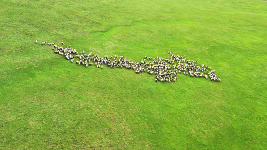 4K航拍新疆草原放牧奔跑的羊群视频的预览图