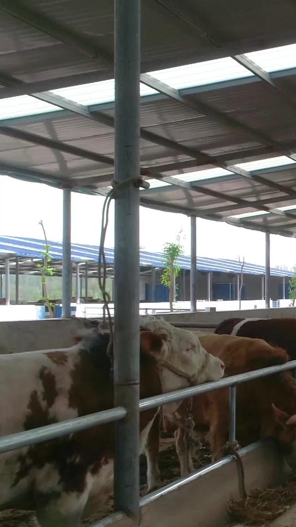 大型牛养殖业航拍视频的预览图