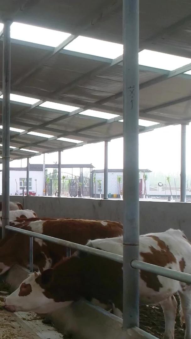 大型牛养殖业航拍视频的预览图