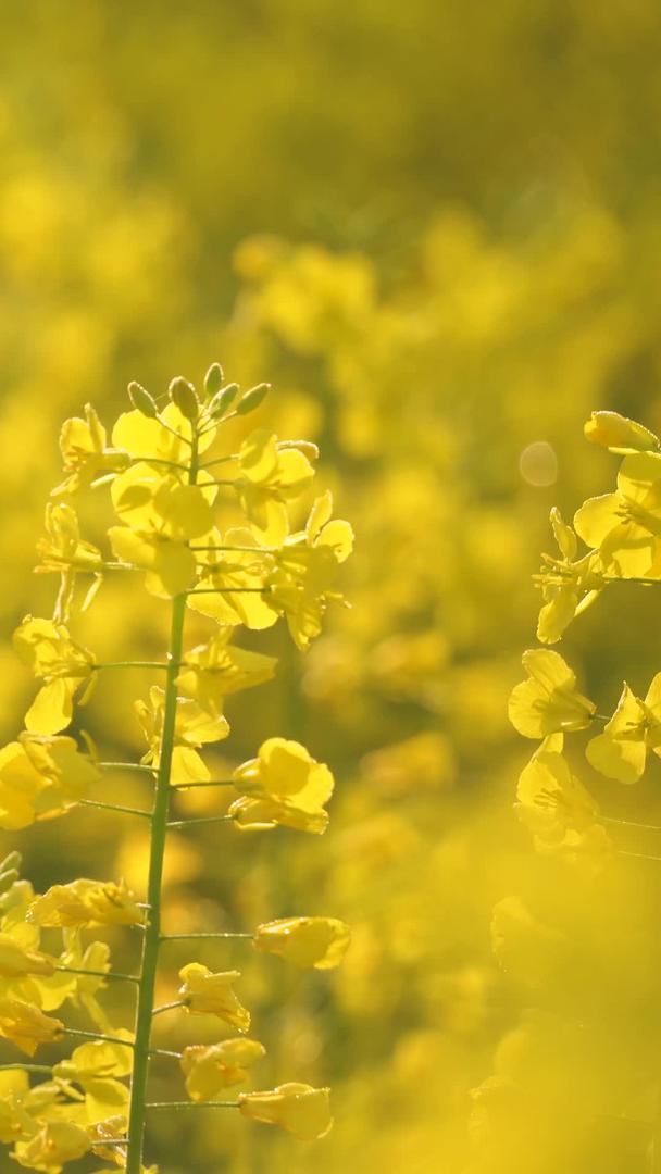 金色油菜花材料在微距摄影城市郊外视频的预览图