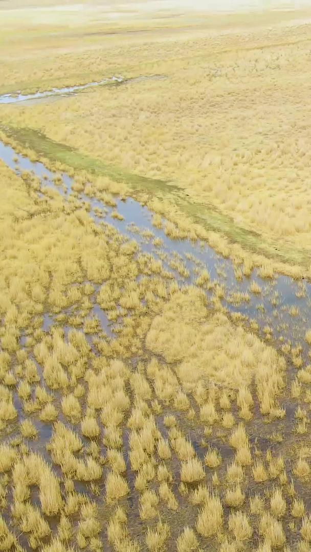 黄金草原羊群奔跑航拍视频视频的预览图