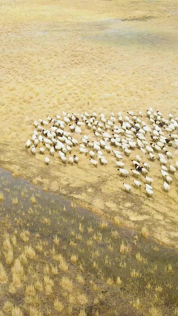 黄金草原羊群奔跑航拍视频视频的预览图