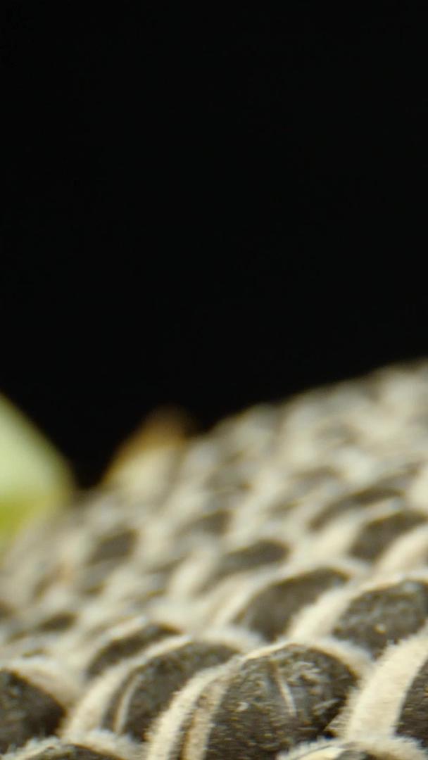 新鲜葵花籽微观向日葵瓜子微距瓜子视频的预览图