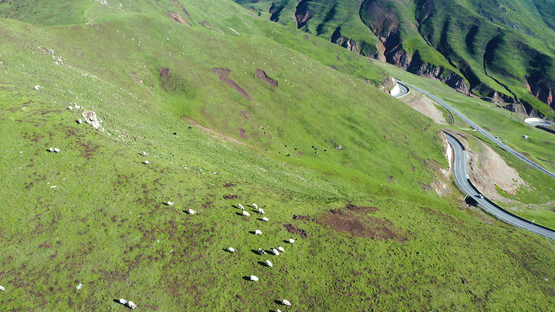 山顶上的羊群合集视频的预览图