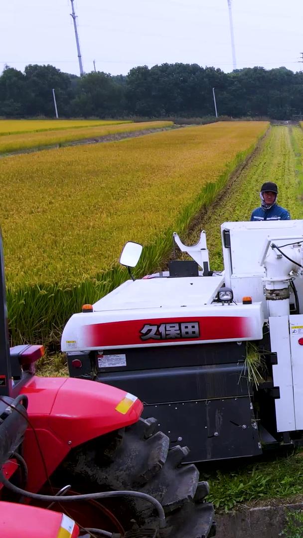 丰收稻的机械收割视频的预览图