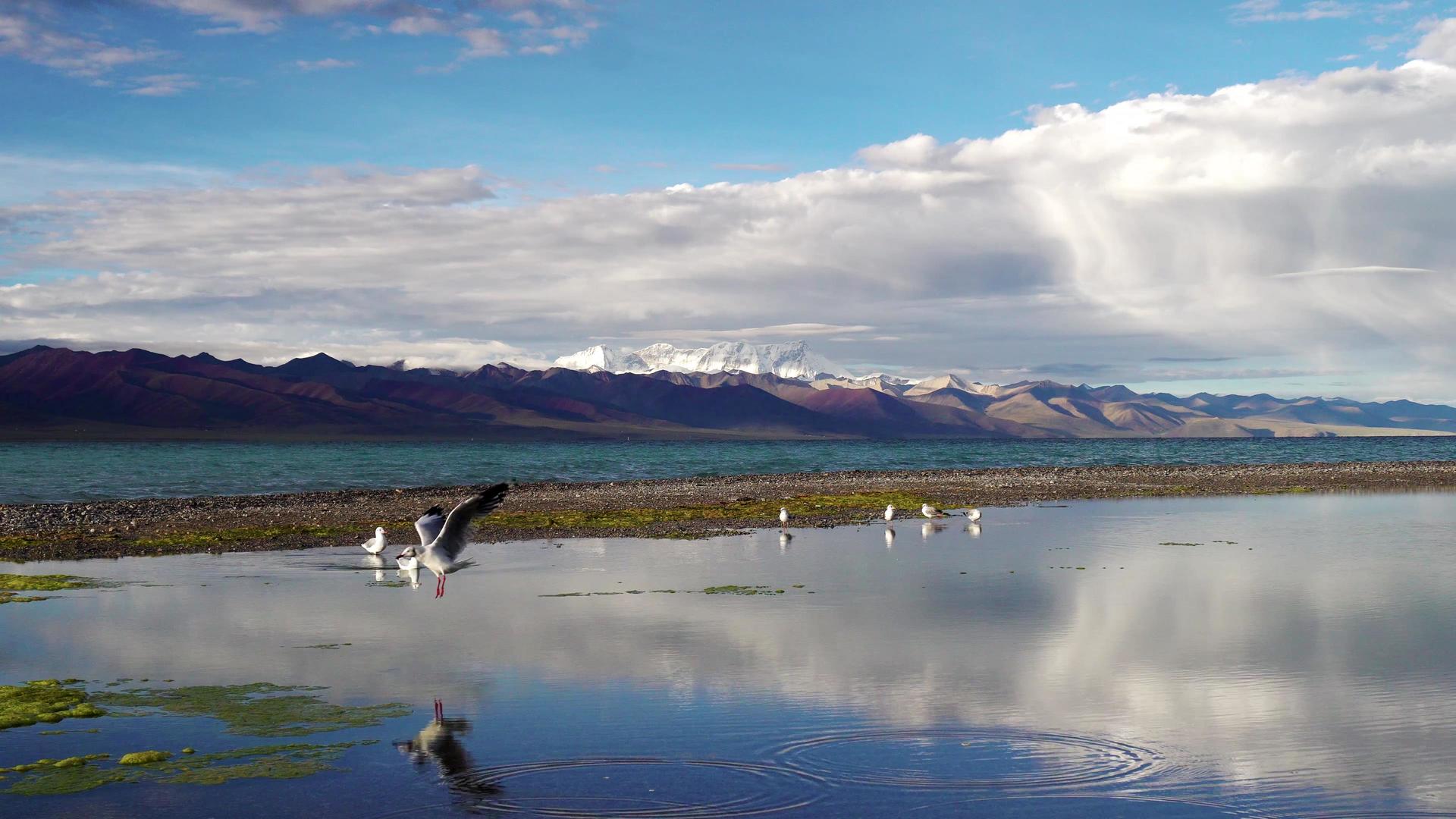纳木措圣湖边红嘴鸥觅食视频的预览图