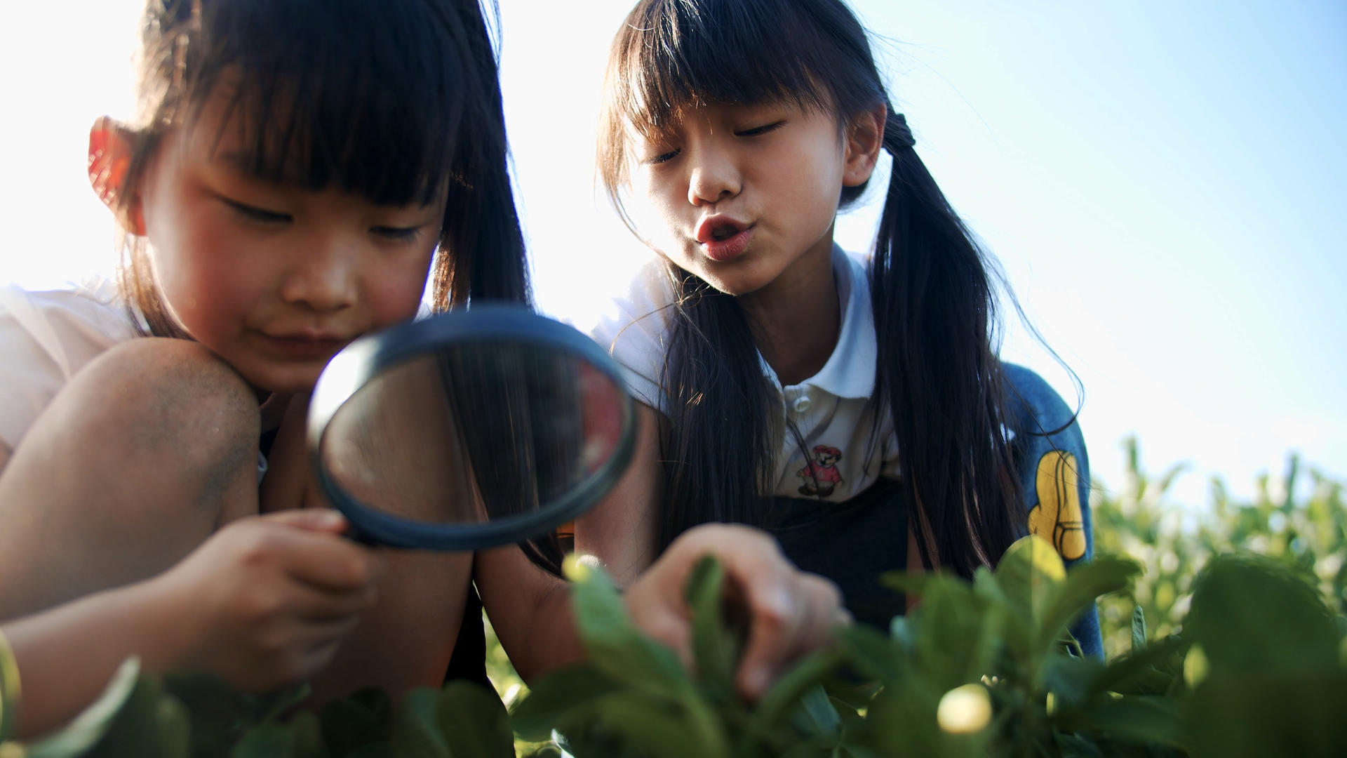 4k实拍小朋友用放大镜认真观察植物视频的预览图