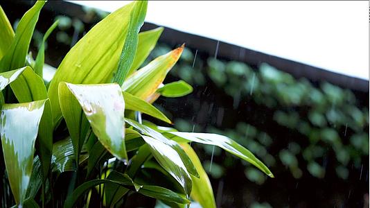 雨水打在植物上视频的预览图