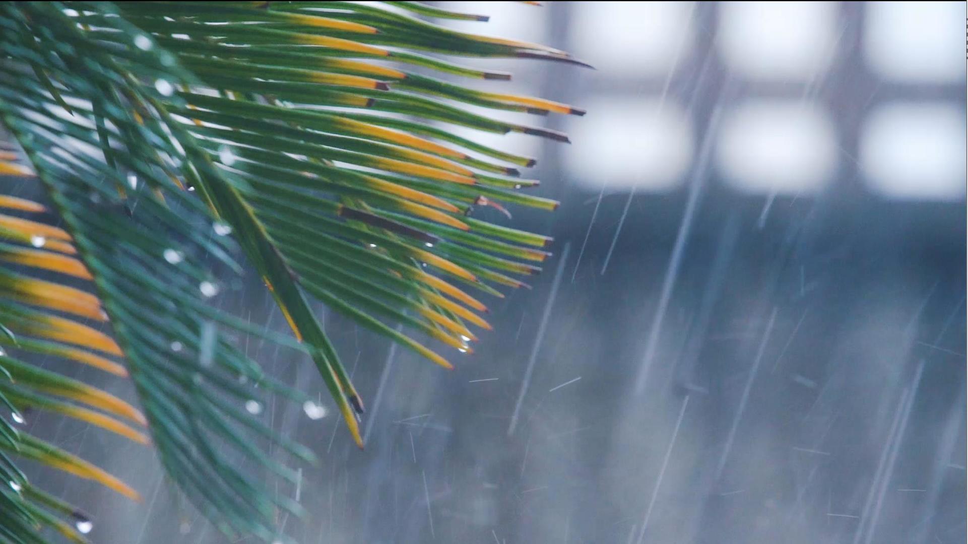 雨天的树叶视频的预览图