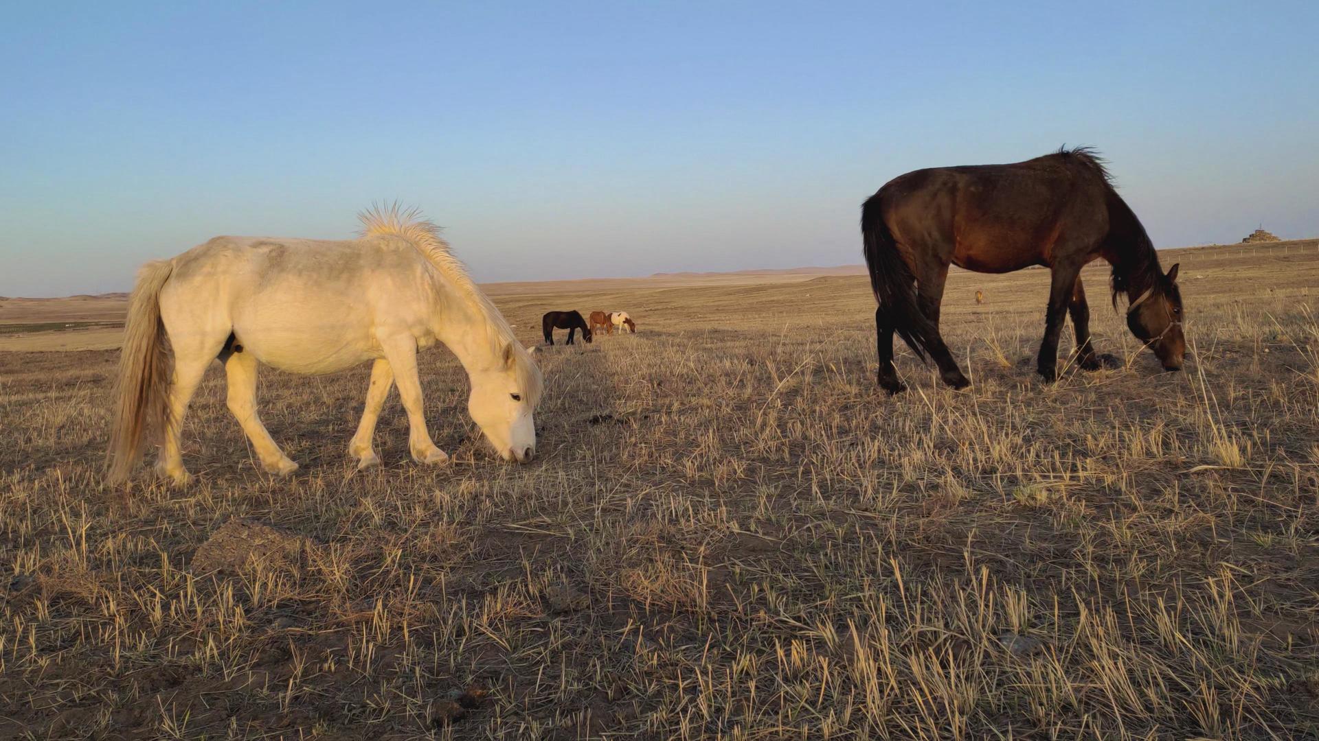 4k拍摄马儿在夕阳中的草原悠闲的吃草视频的预览图