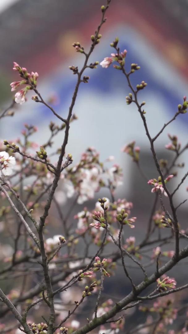早樱花盛开的城市校园春季素材视频的预览图