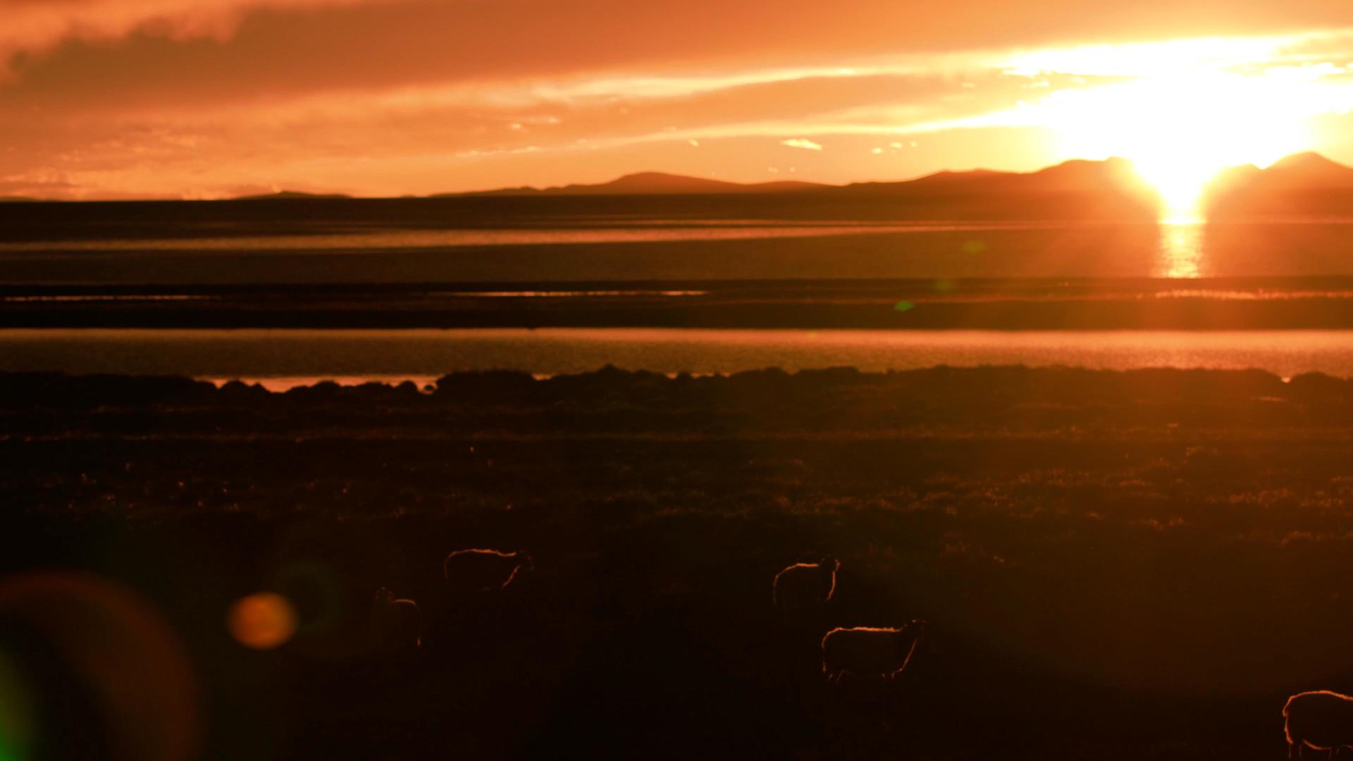 高原湖旁牧羊晚霞日落视频的预览图