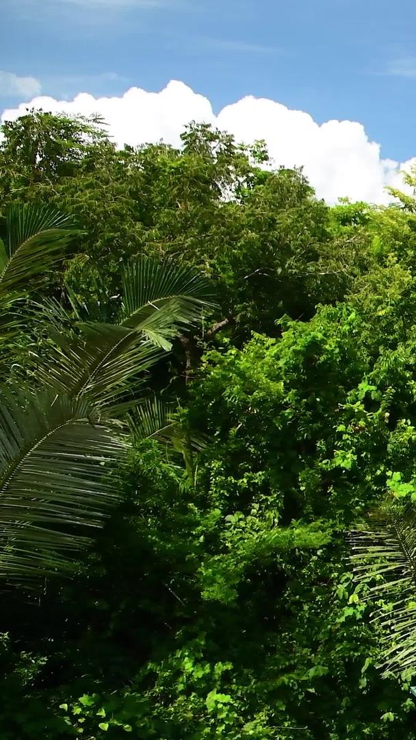 海南三亚诺达雨林悬崖观海秋千视频的预览图