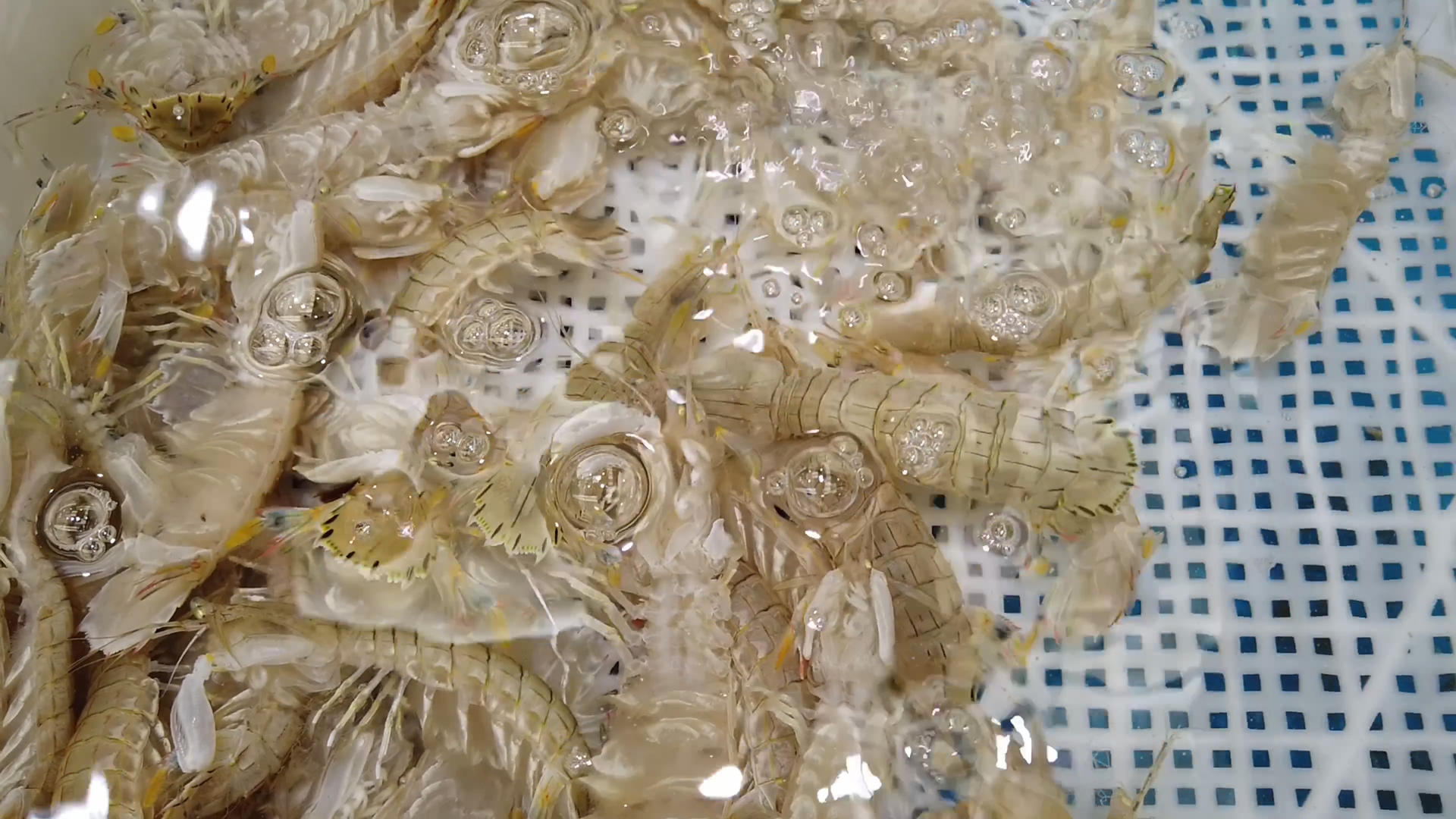 水产市场濑尿虾挑选视频的预览图