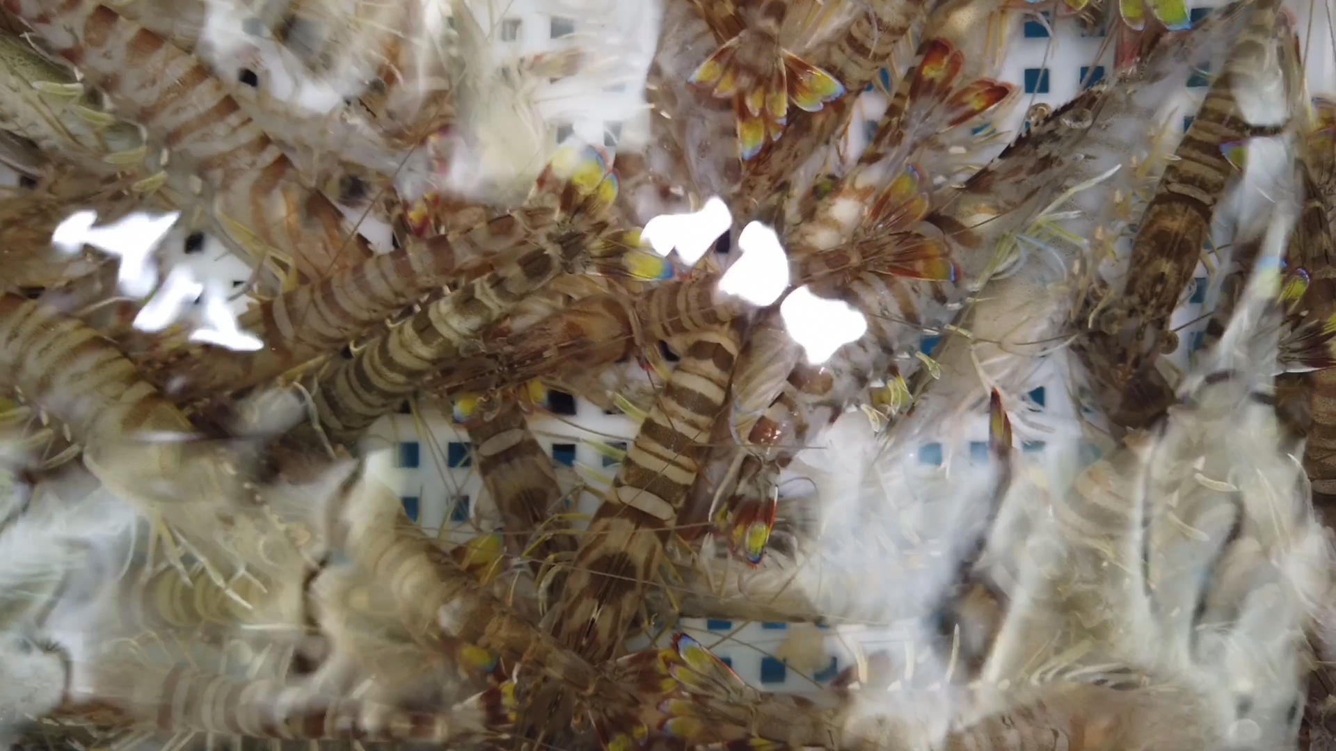 水产市场鲜活斑节虾视频的预览图
