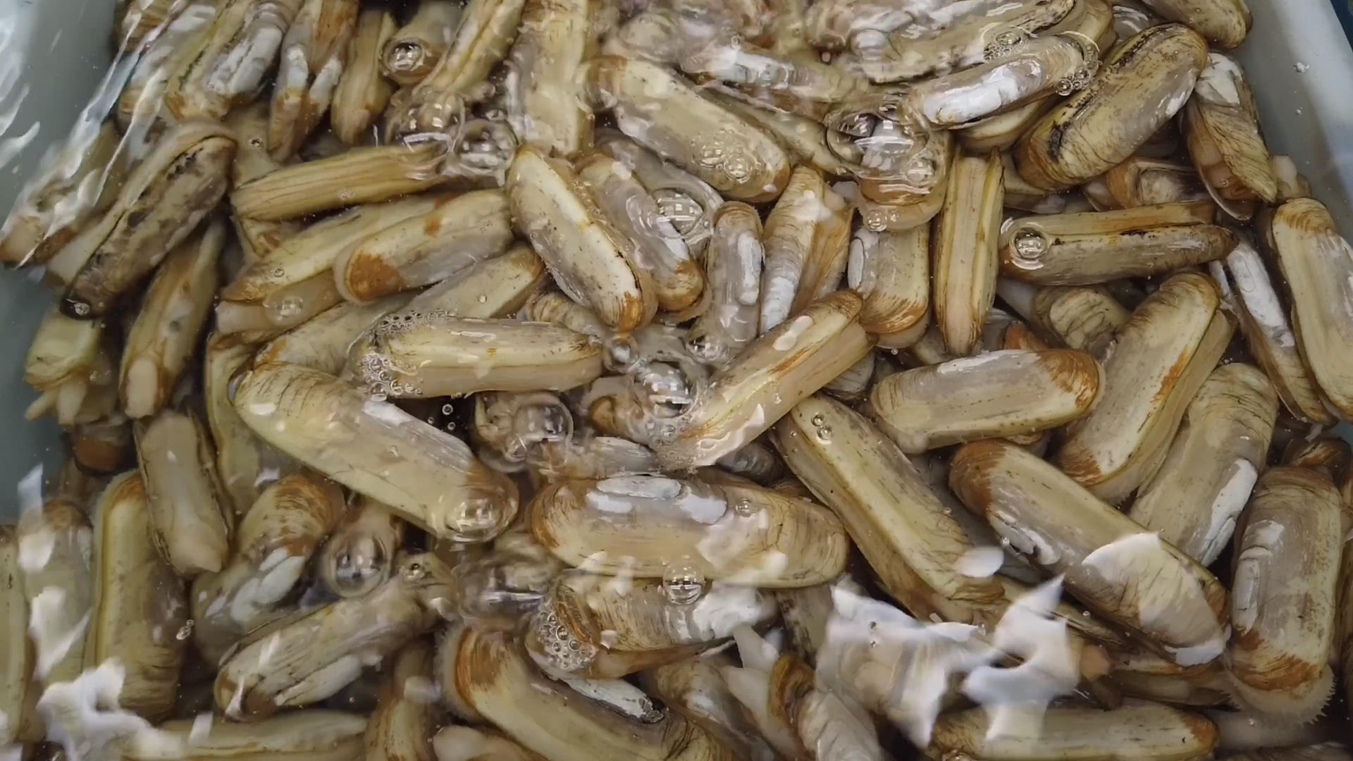 海鲜市场贝壳类海鲜集锦视频的预览图