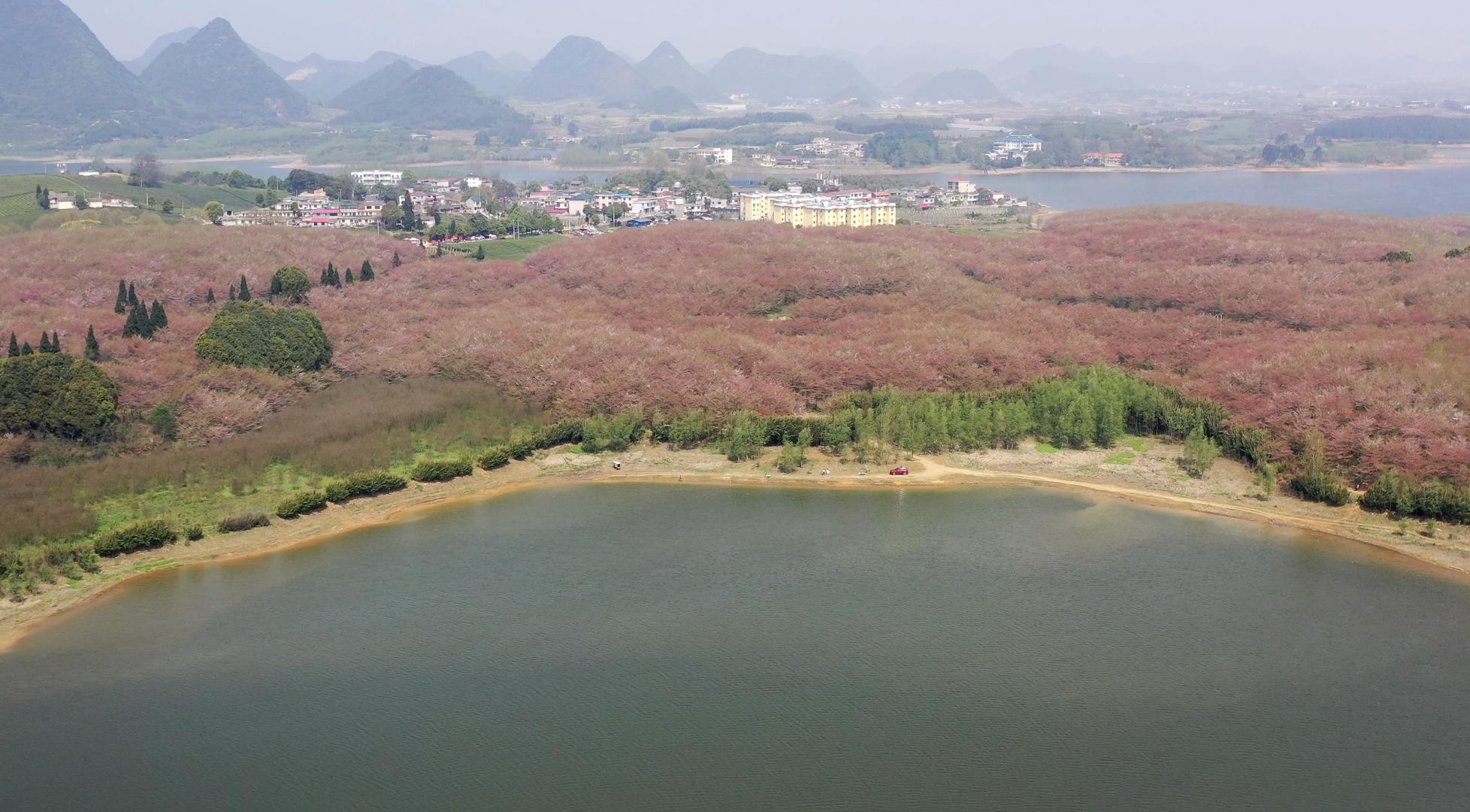 贵州平坝万亩樱花林风光视频的预览图