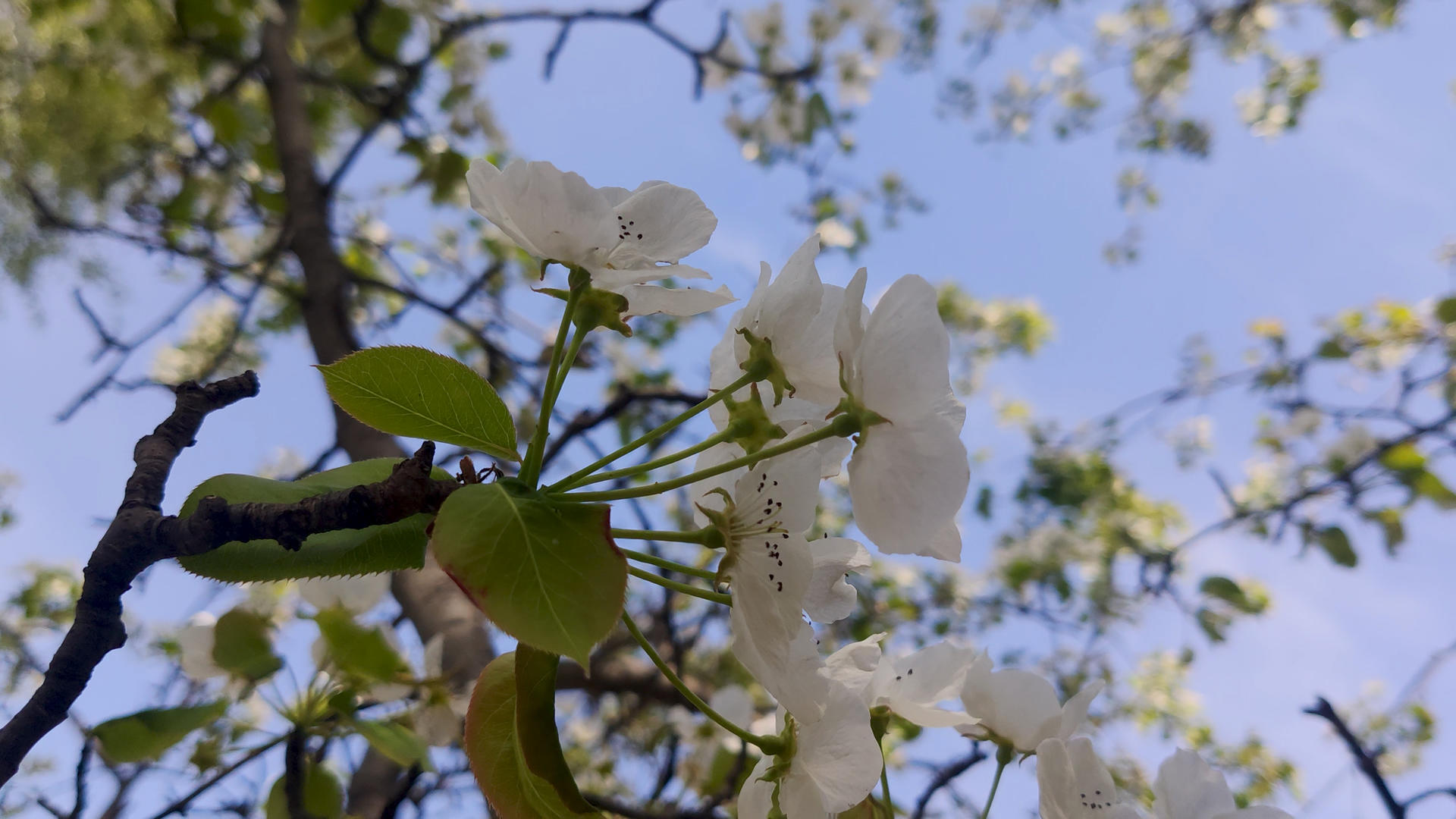 梨花树盛开视频的预览图