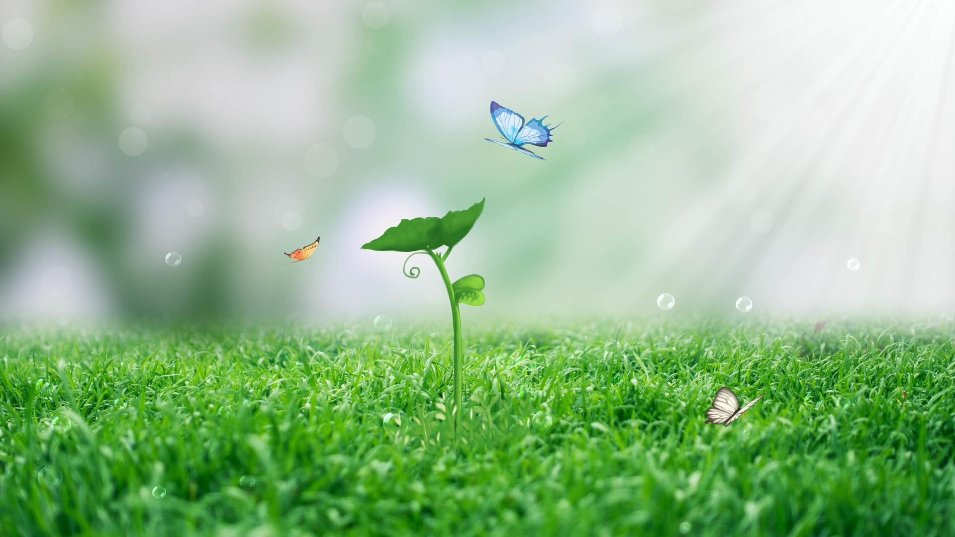 美丽耀斑粒子草绿植蝴蝶飞舞惊蛰背景视频的预览图