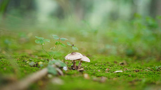 森林里的野蘑菇微距拍摄视频的预览图