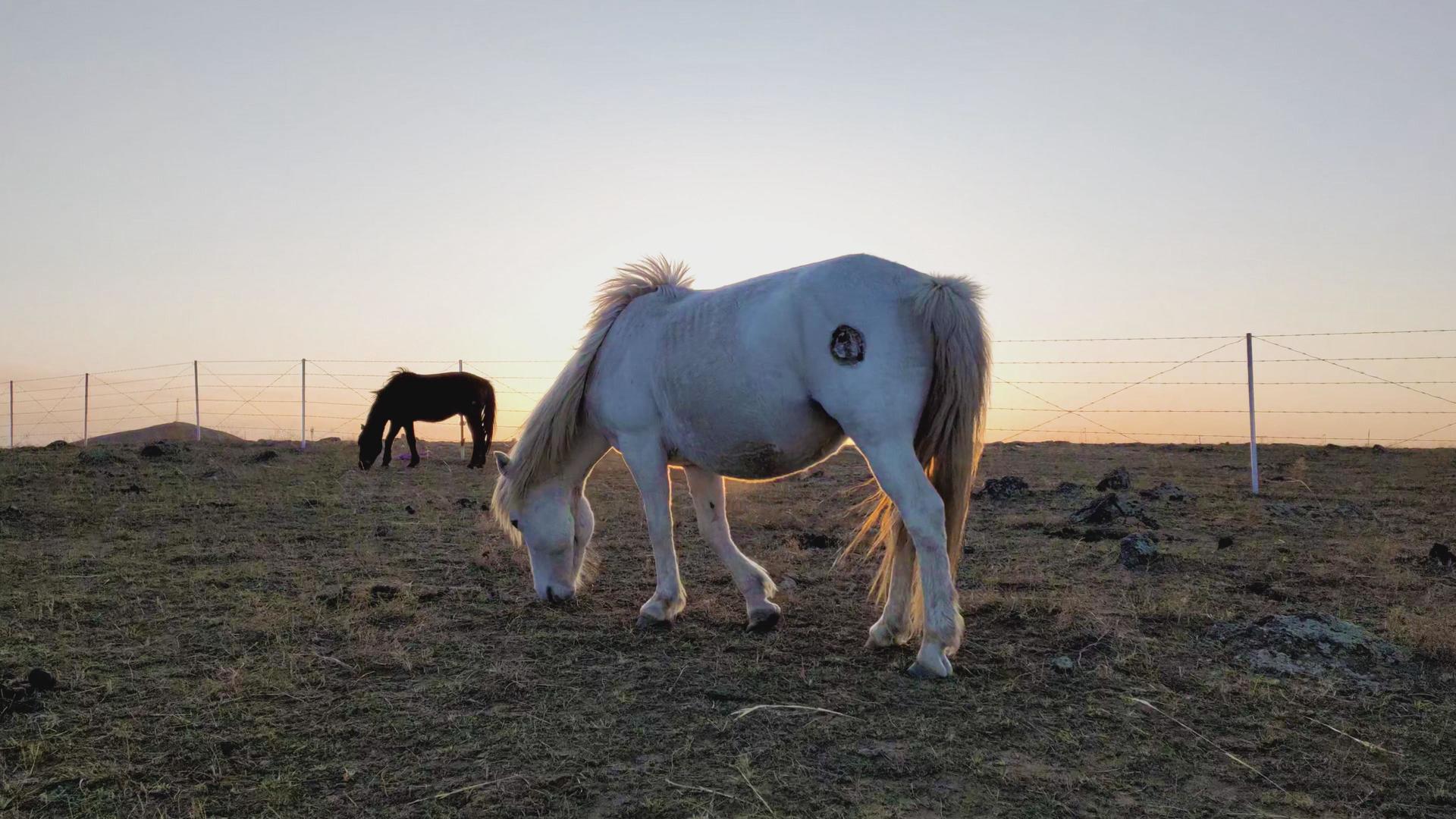 草原上4k逆光拍摄夕阳中悠闲吃草的马群视频的预览图