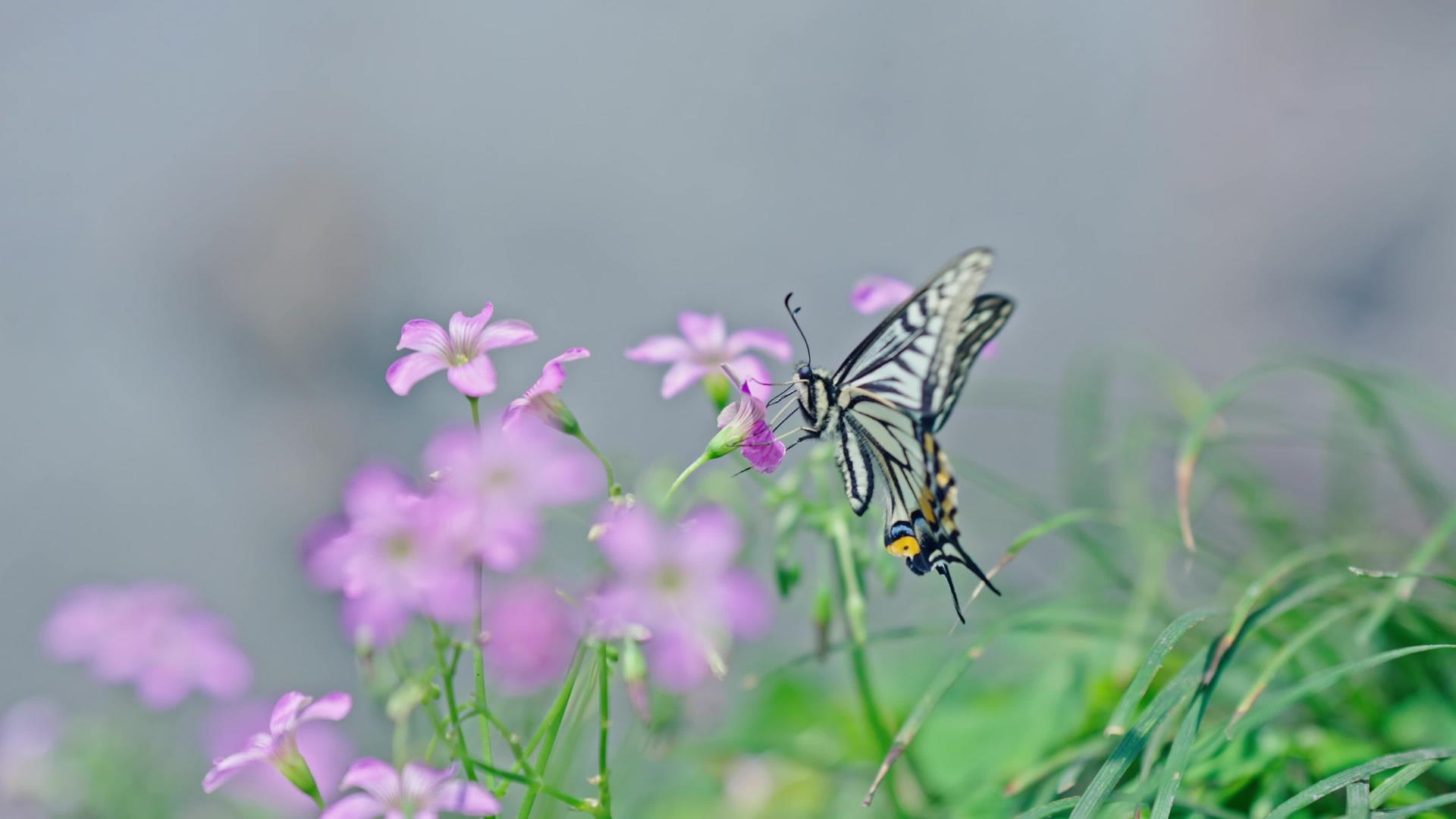 春季蝴蝶昆虫4k彩色蝴蝶视频的预览图