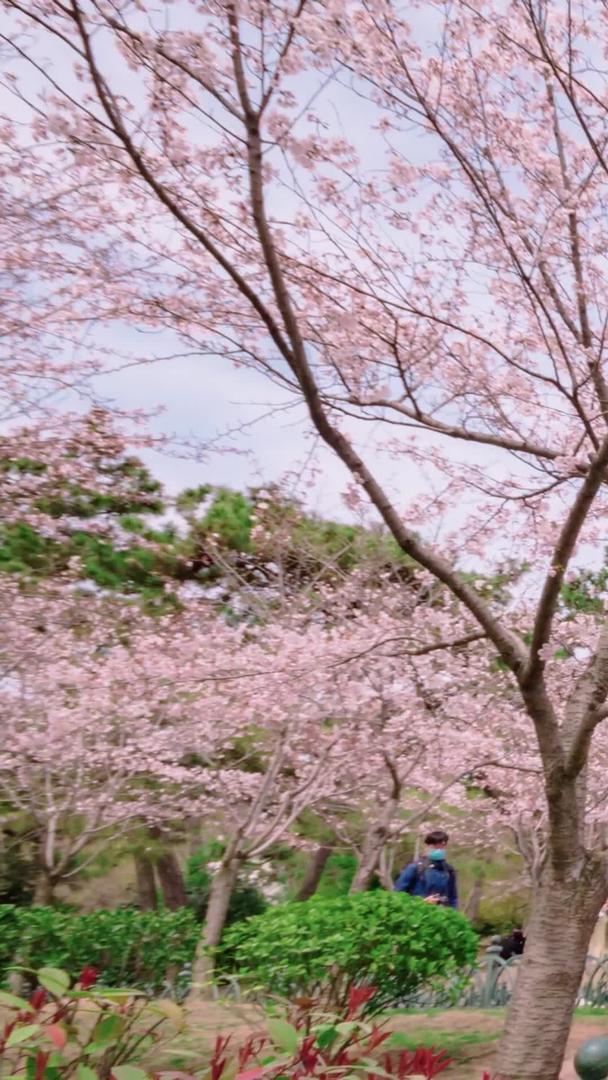 节假日看樱花游客视频的预览图