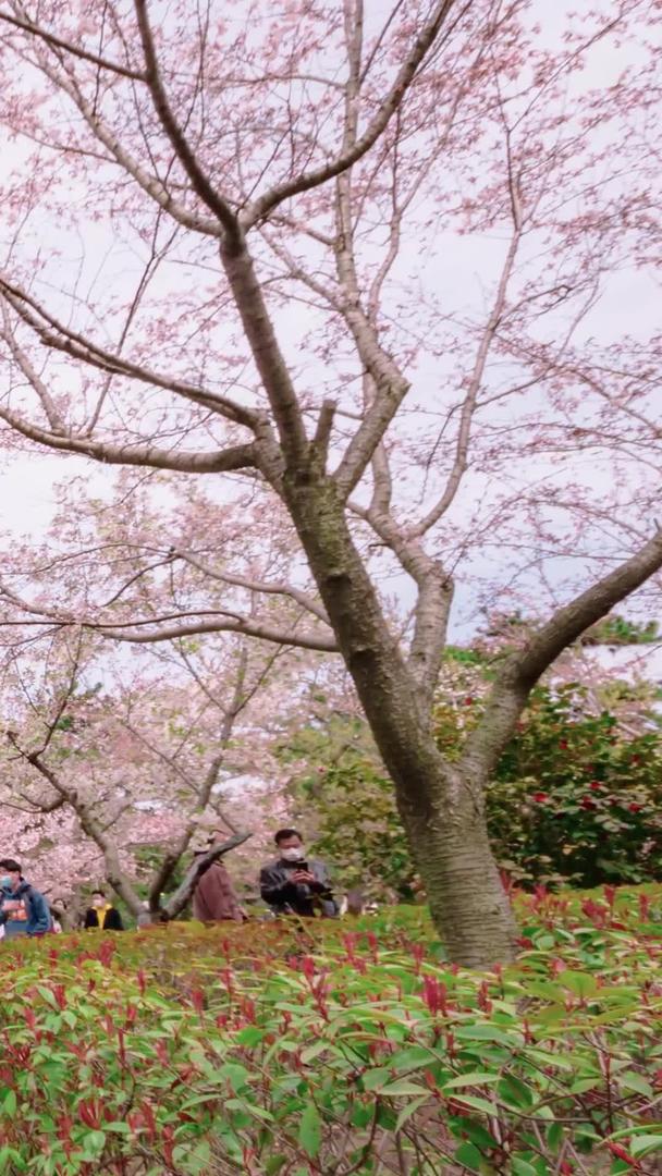 节假日看樱花游客视频的预览图