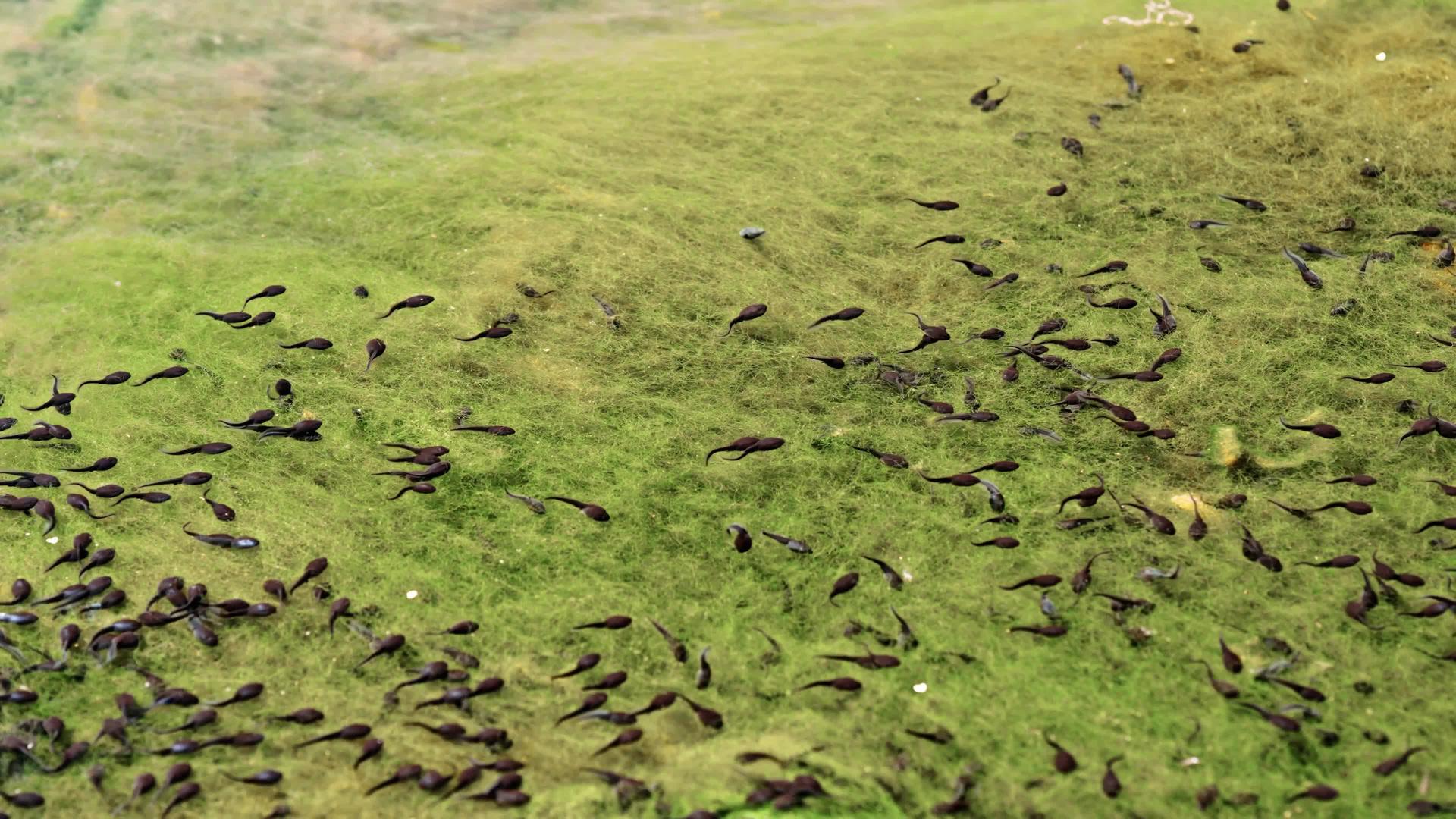 早春池塘蝌蚪科普教程4k视频的预览图