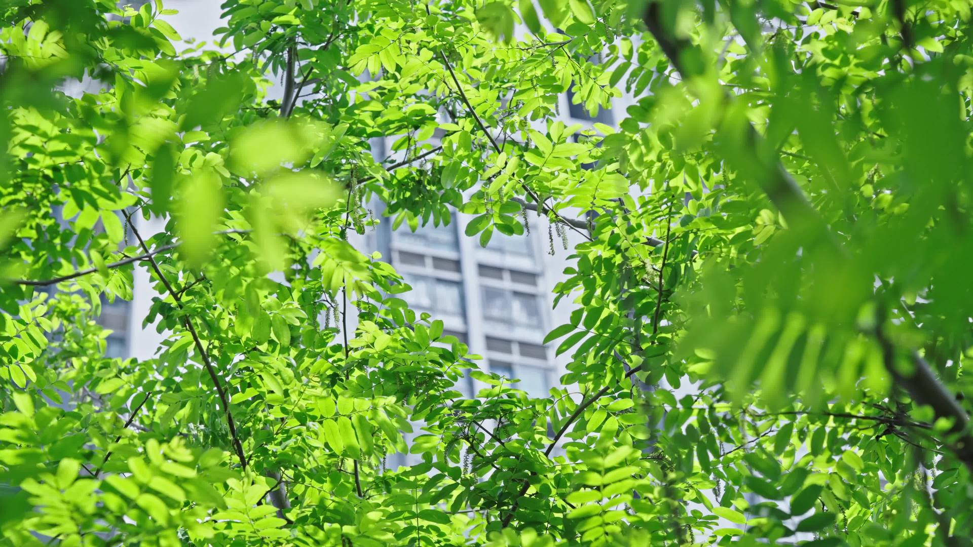 早春嫩叶绿植物阳光空镜头4k视频的预览图