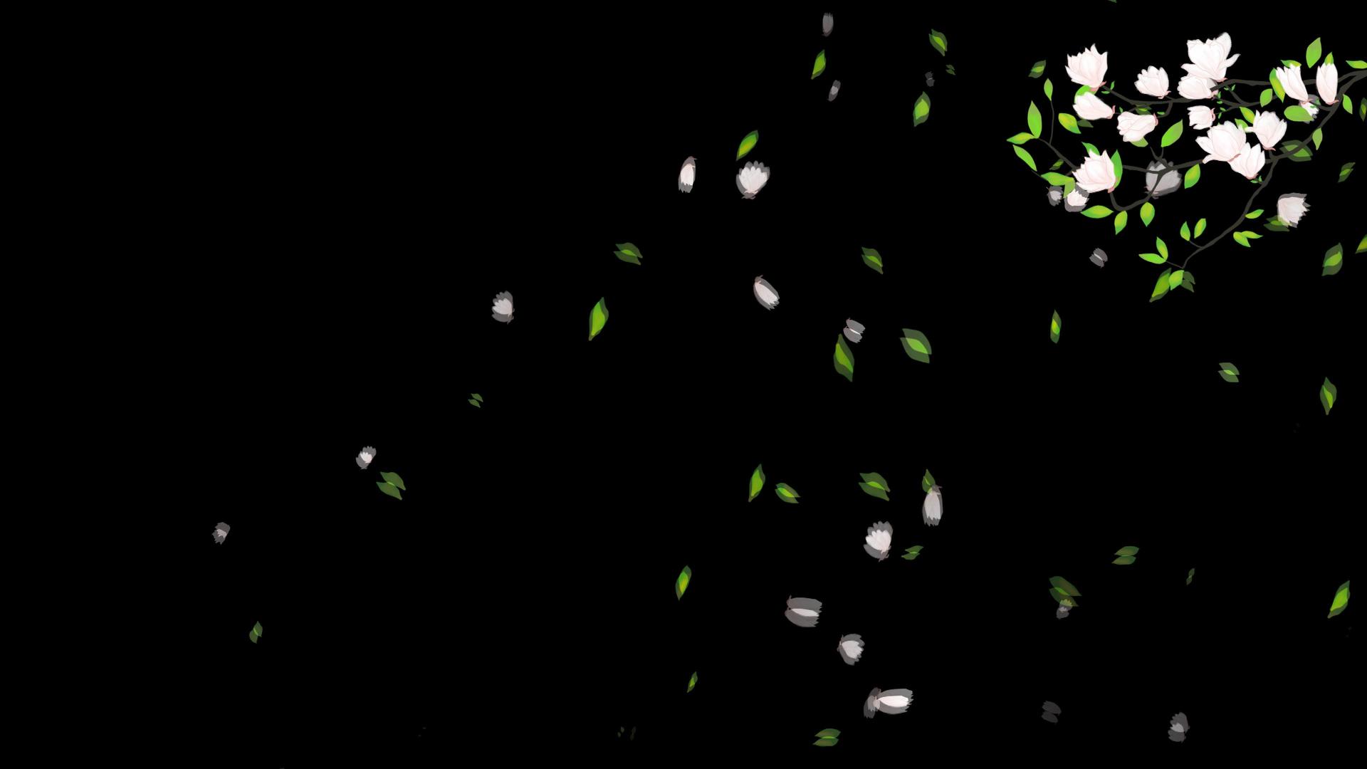 玉兰花花瓣修饰飘落动画视频的预览图